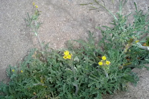 Blunt Tansymustard