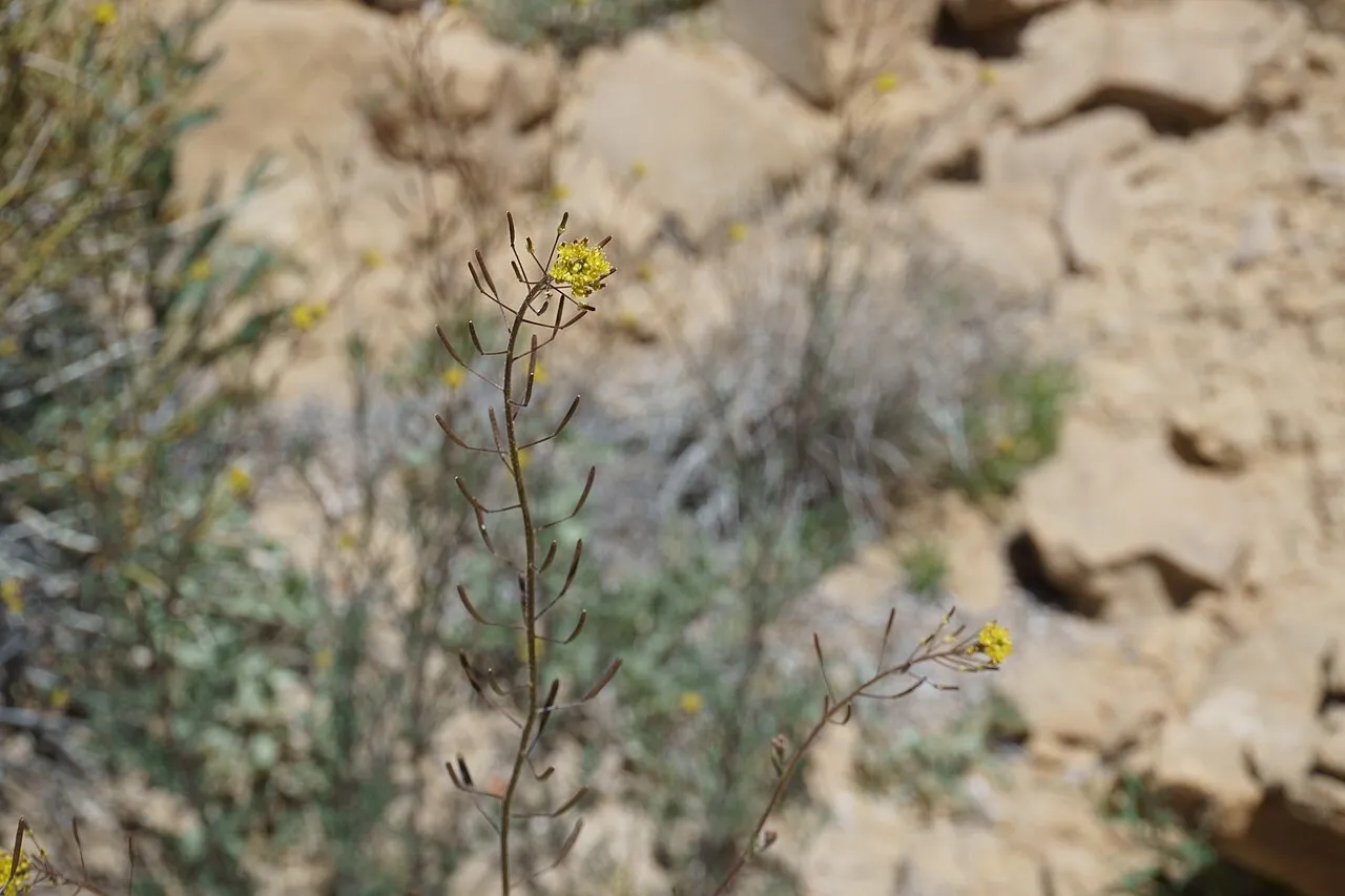 Western Tansymustard (subsp. brachycarpa) — photo by Sokoloff PC, Murray DA, McBeth SR.M, Irvine MG, Rupert SM (2020) Additions to…