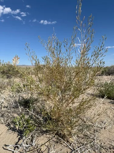 Western Tansymustard