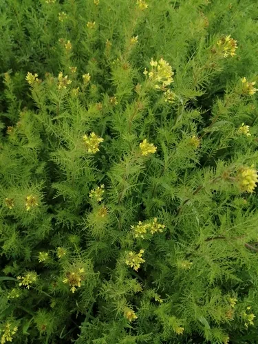 Northern Tansymustard