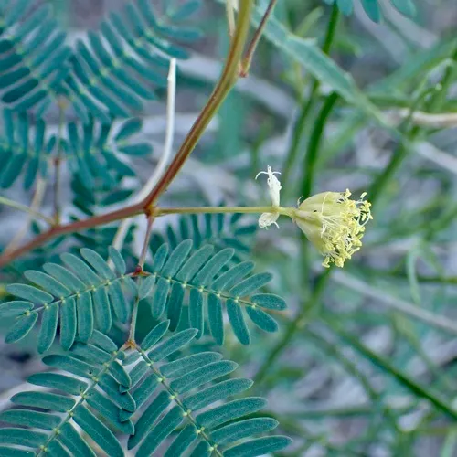 Coville's Bundleflower