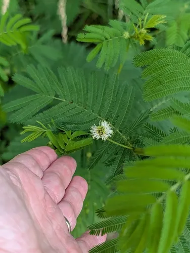 Illinois Bundleflower