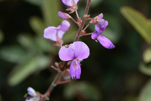San Pedro Ticktrefoil — photo by Ken Kertell