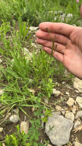 Lanceleaf Ticktrefoil (var. lancifolium) — photo by oly19