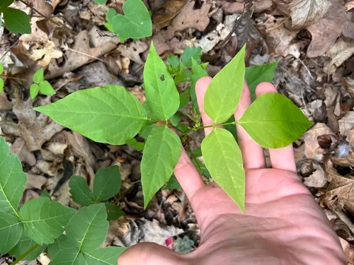 Largebract Ticktrefoil — photo by Nathan Aaron
