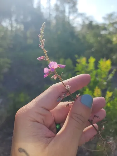 Florida Ticktrefoil — photo by dakoda