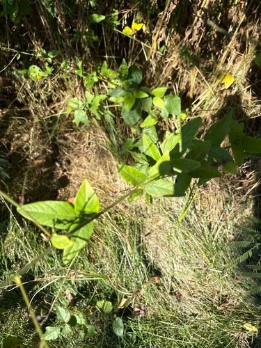 Dillenius' Ticktrefoil