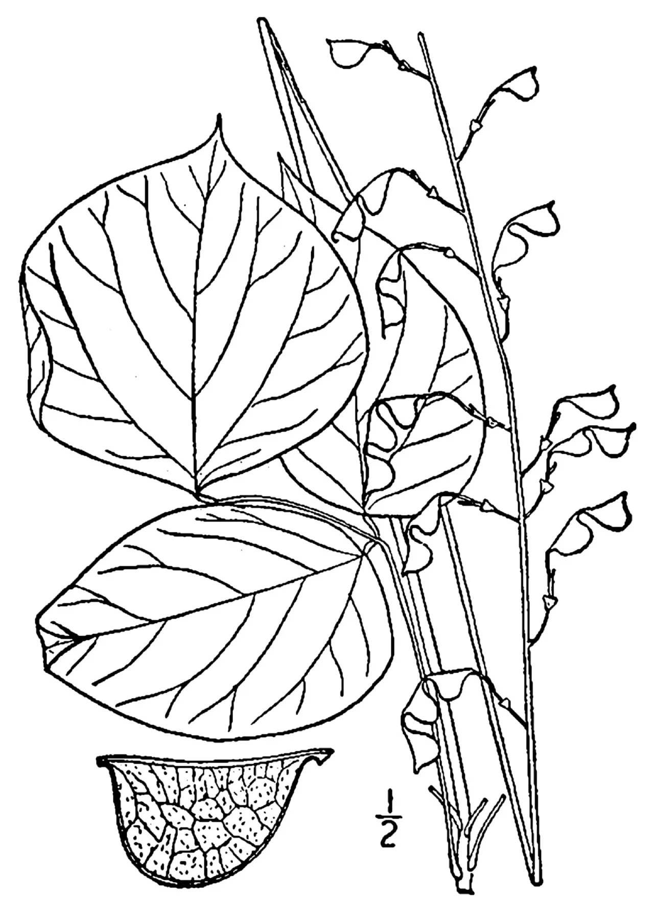 Pointedleaf Ticktrefoil — photo by Britton, N.L., and A. Brown.