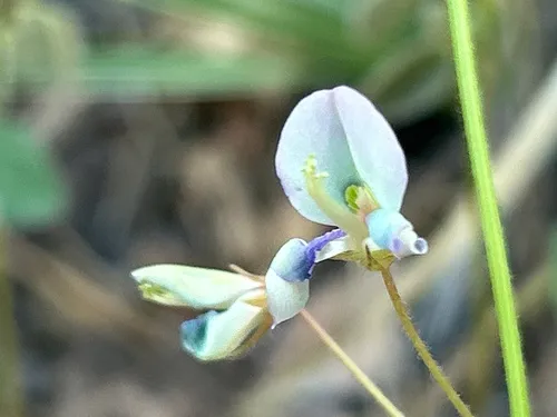 Graham's Ticktrefoil — photo by Rozetta Locksa