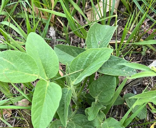 Illinois Ticktrefoil — photo by SD