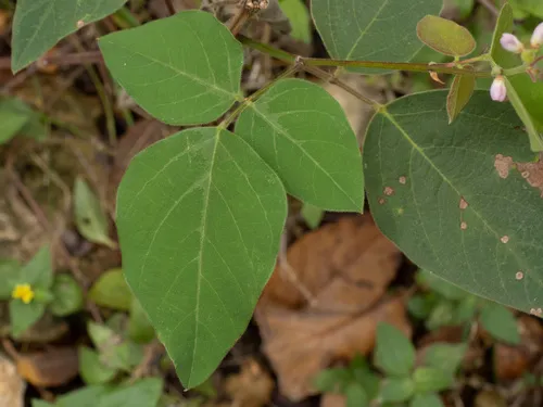 Lindheimer's Ticktrefoil — photo by Turner Brockman