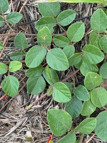 Sand Ticktrefoil — photo by Becky Dill