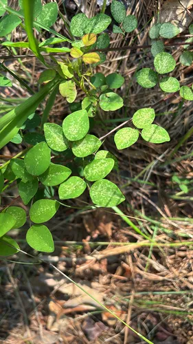 Smooth Small-leaf Ticktrefoil — photo by tymorris14