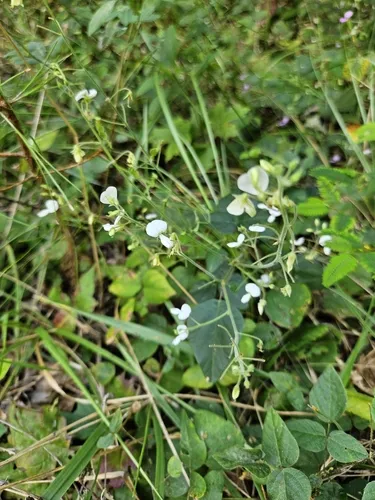 Cream Ticktrefoil