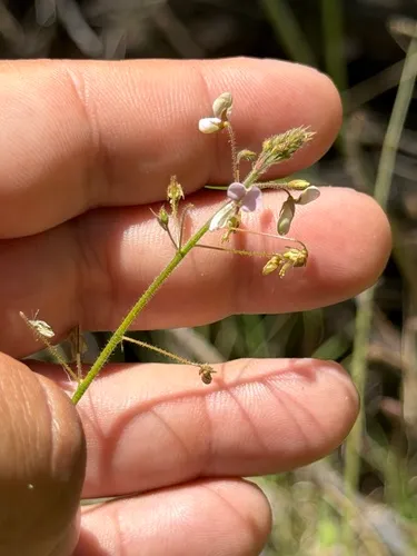 Santa Cruz Island Ticktrefoil — photo by Ian McFaul