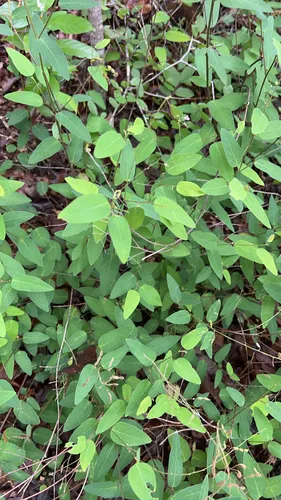 Simpleleaf Ticktrefoil — photo by chestersimpson