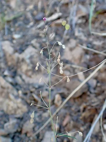 Rose's Ticktrefoil — photo by Sue Carnahan