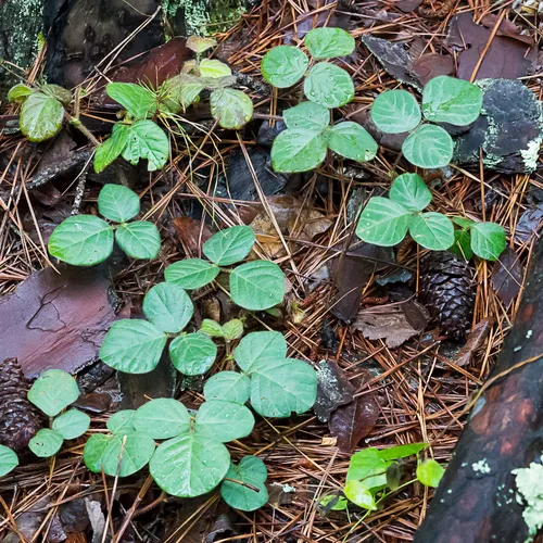 Prostrate Ticktrefoil — photo by Phillip Harpootlian