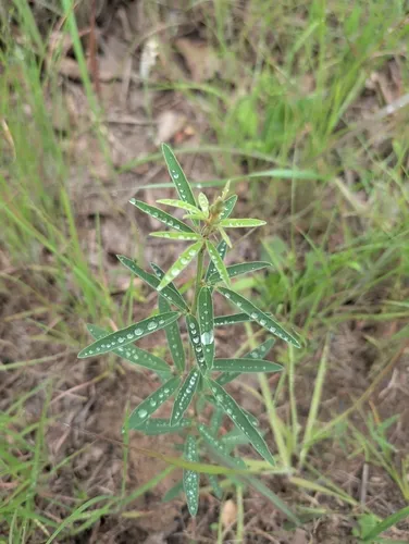 Sessileleaf Ticktrefoil — photo by Buddy