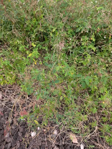 Dixie Ticktrefoil