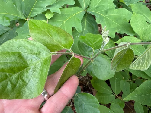 Velvetleaf Ticktrefoil — photo by Bert Harris