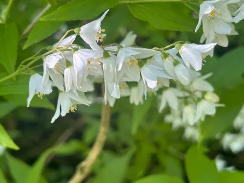 Slender Pride Of Rochester — photo by Martin Vukušić