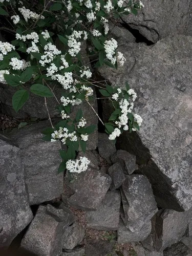 Mongolian Pride-of-Rochester