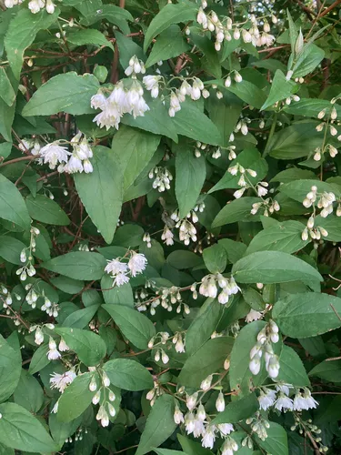 Fuzzy Pride-of-Rochester
