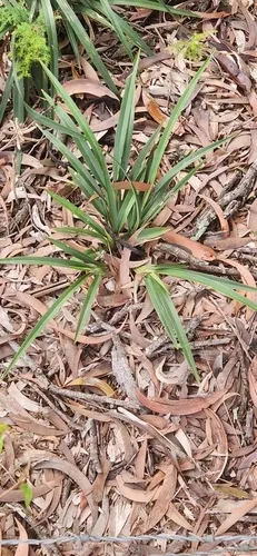 Cerulean Flaxlily — photo by Heather Knowles