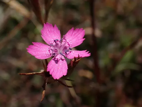 Deptford Pink