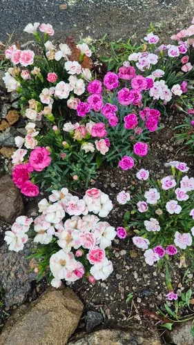 Carnation