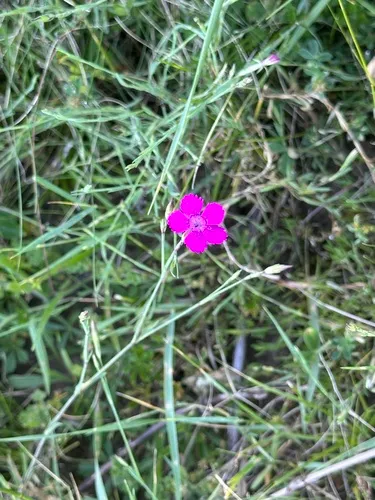 Maiden Pink