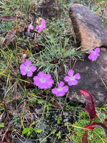 Boreal Carnation — photo by Denis Trunin