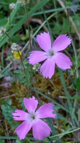 Woodland Pink