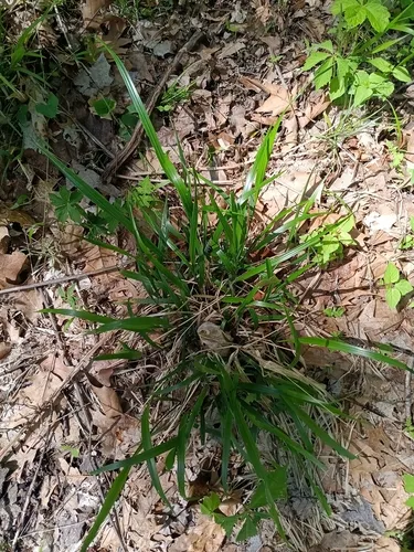 Obovate Beakgrain — photo by Derek Ziomber