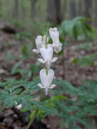 Squirrel Corn