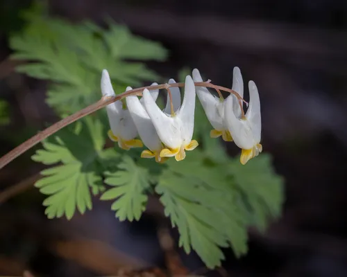 Dutchman's Breeches — photo by Denis Doucet
