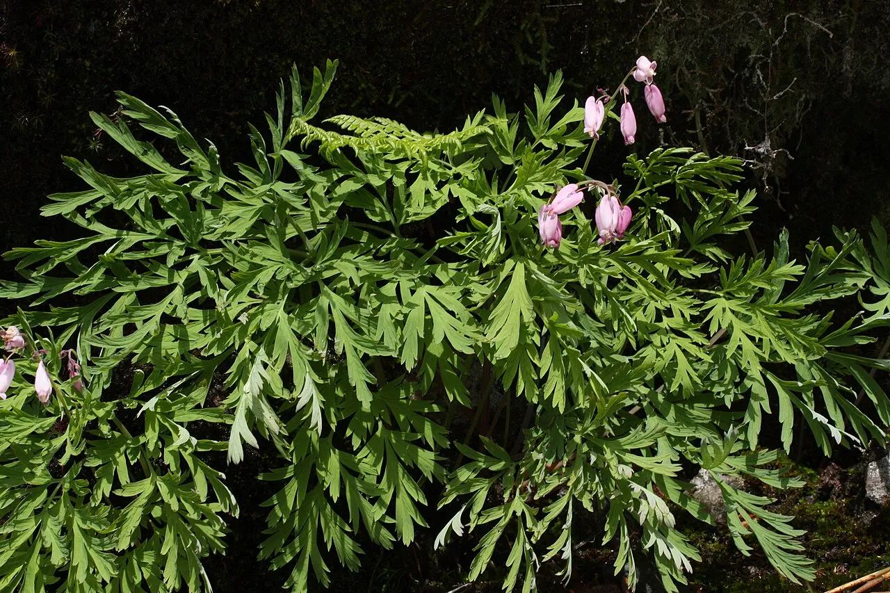 Pacific Bleeding Heart (subsp. formosa) — photo by Walter Siegmund (talk)
