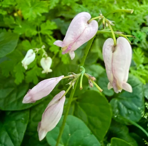 Pacific Bleeding Heart