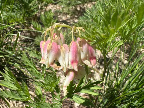 Sierra Bleeding Heart