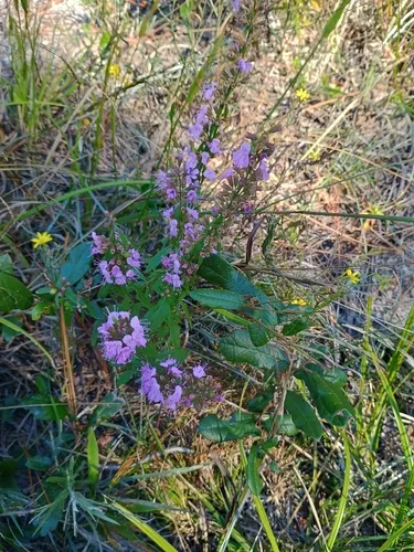 Florida Balm