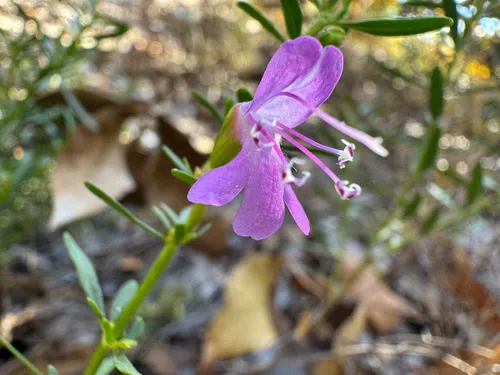 Spotless Balm (var. savannarum) — photo by Chris