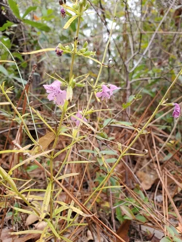 Coastal Plain Balm