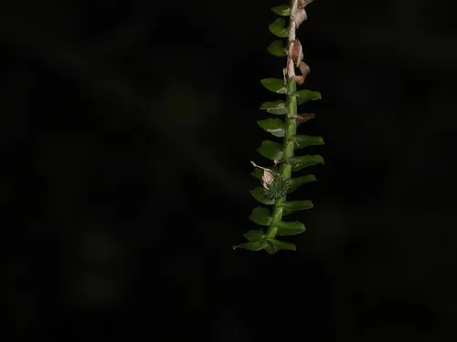 Mountain Leafystem Orchid