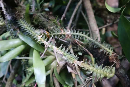 Swartz's Leafystem Orchid — photo by Jonas Franke Raupp