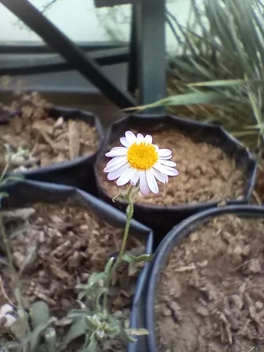 Plainsdaisy — photo by Antonio Sarabia