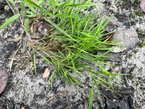 Needleleaf Rosette Grass