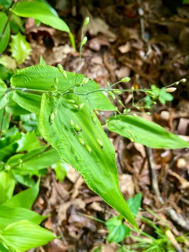 Bosc's Panicgrass
