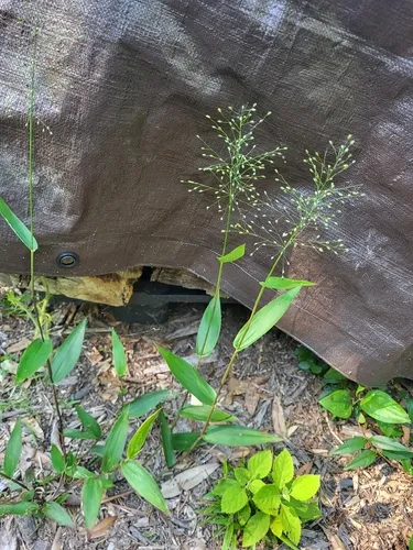 Variable Panicgrass