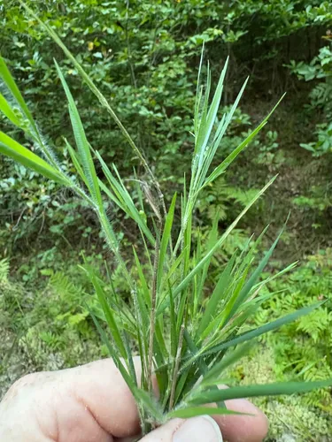 Blood Panicgrass